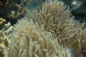 Sealife Co.,ltd
